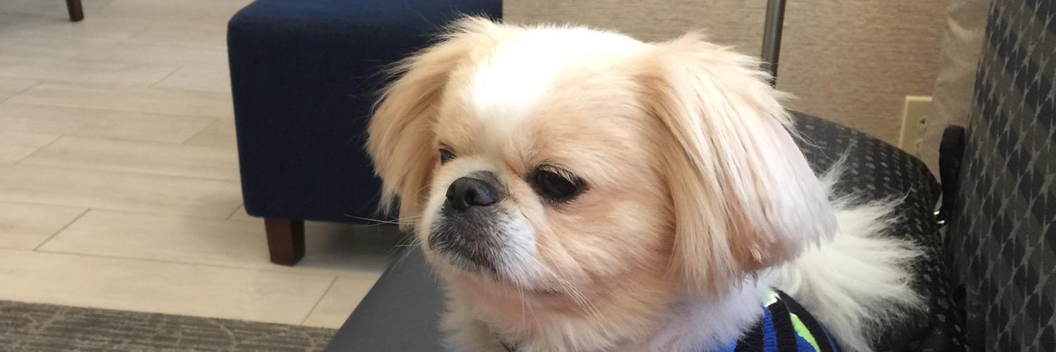kennedy_cookie's profile banner image