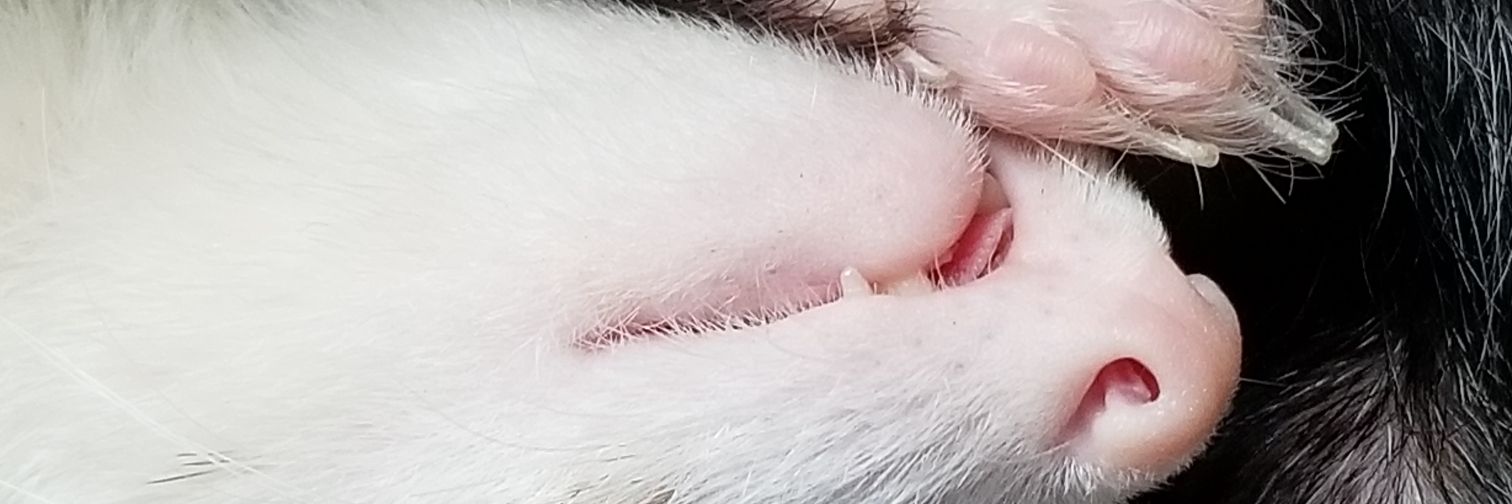 Subtotalkitty's profile banner image