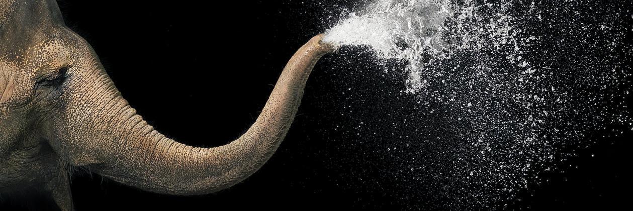 Animal Recognition banner