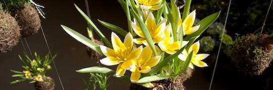 getgardenideas's profile banner image
