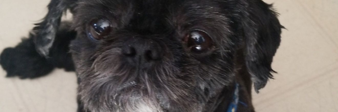 hoodedwolf2's profile banner image