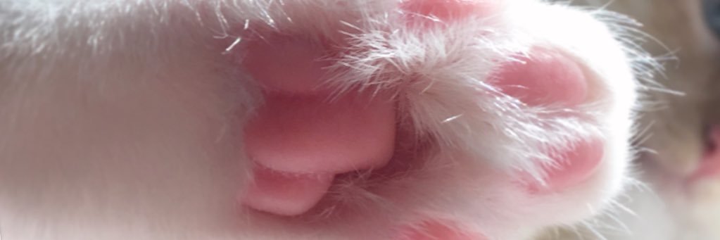 choyaTV's profile banner image