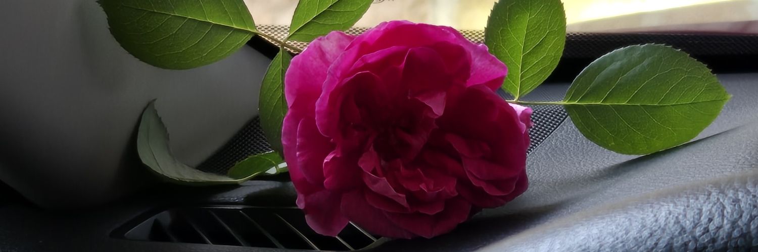fatimandi's profile banner image