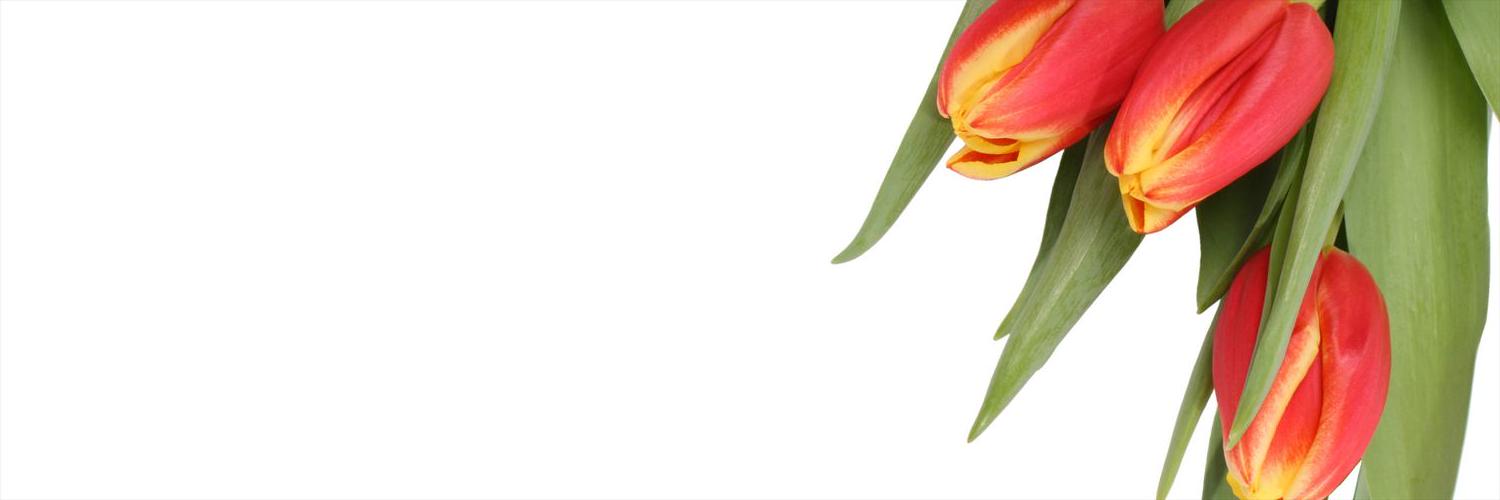 ilovebek's profile banner image