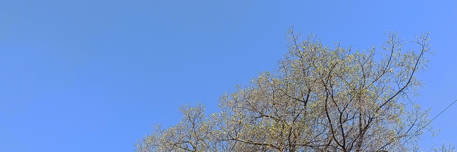 кудрявая banner