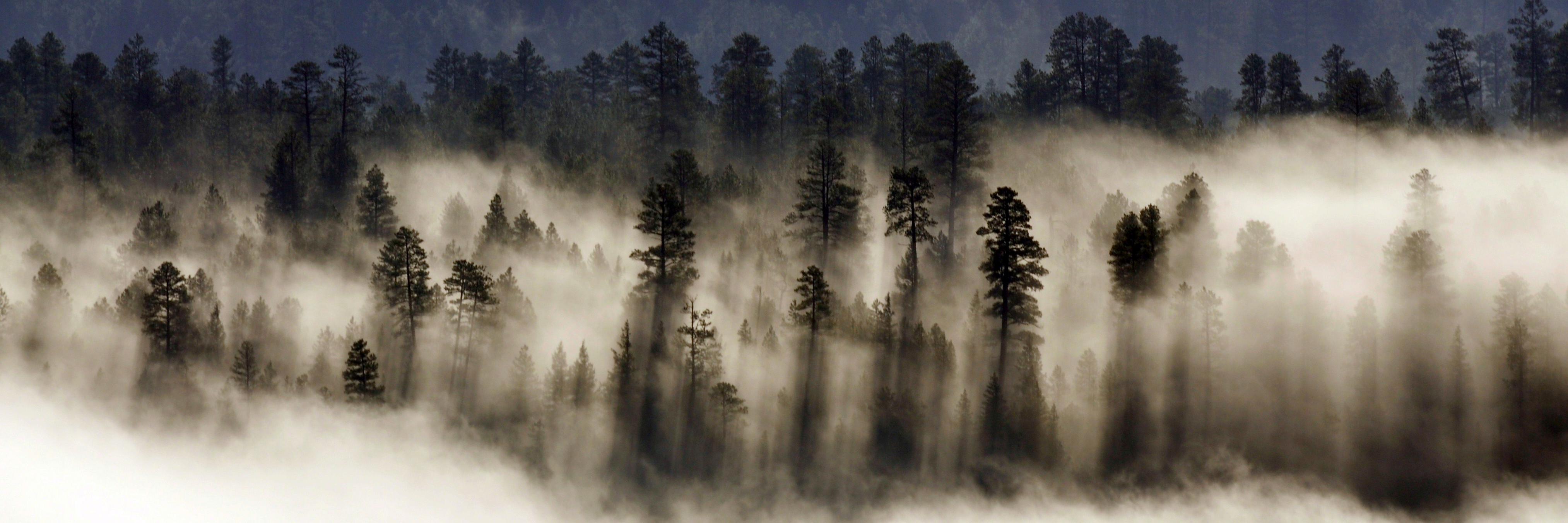 ForestStart's profile banner image