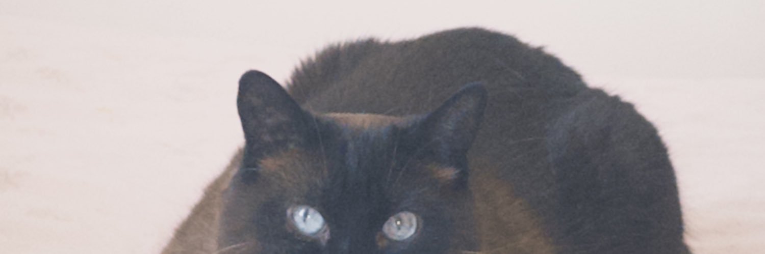 danielaaberr_'s profile banner image
