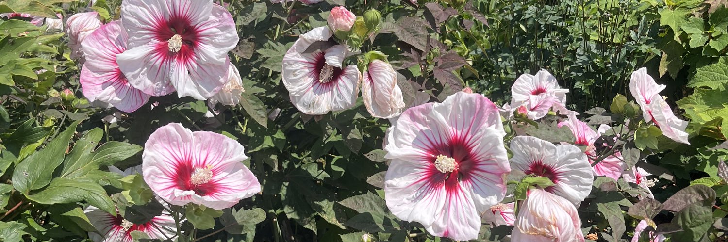 brooklynn 💫 banner