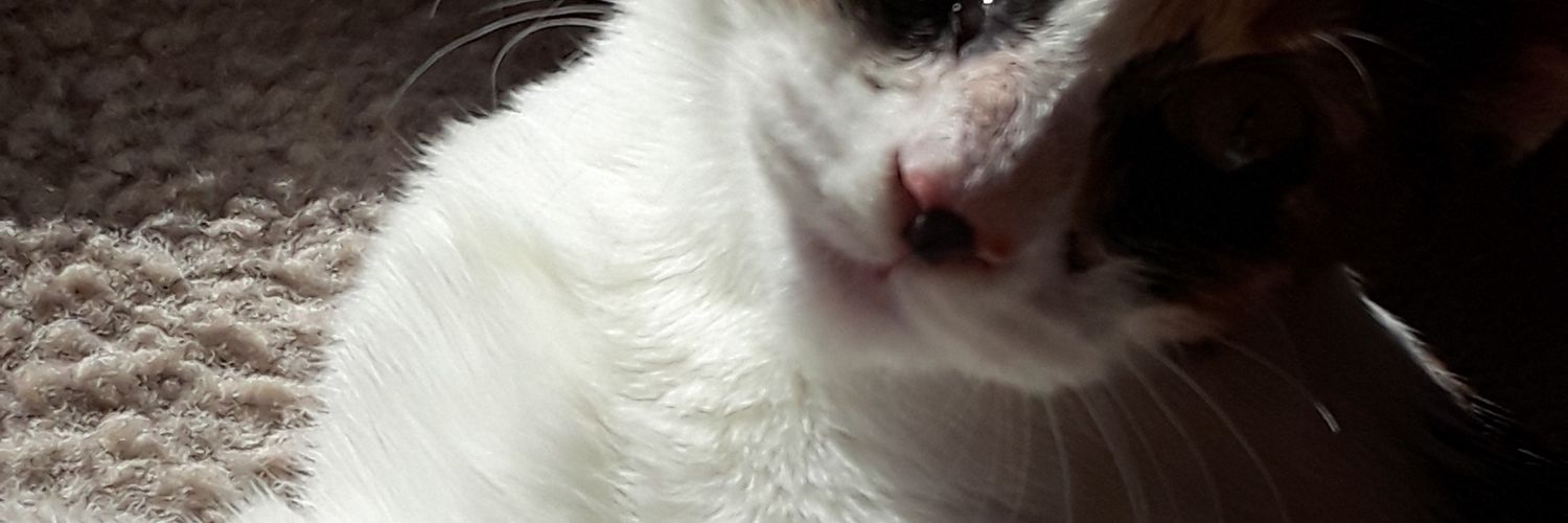 forgotten_lanni's profile banner image