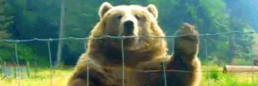 Bear1297's profile banner image