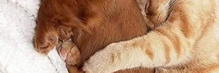 richibkoch's profile banner image