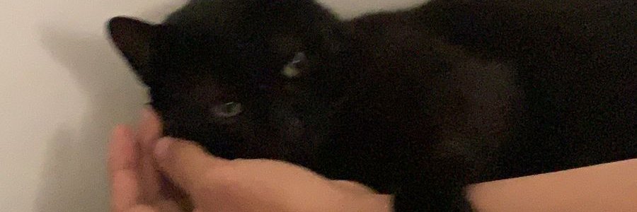 d16z6 desmontando banner