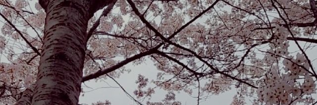 niceverdict's profile banner image
