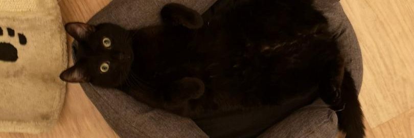 WorldOfKira_'s profile banner image