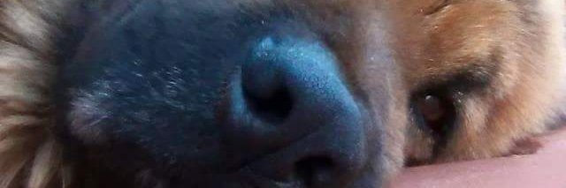 steevy_steev's profile banner image