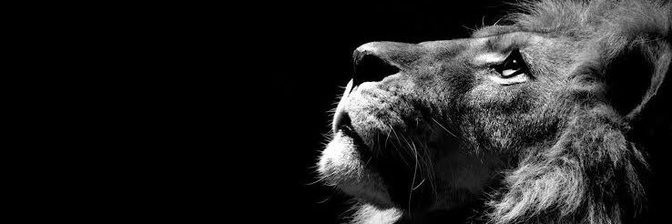 silvenc's profile banner image