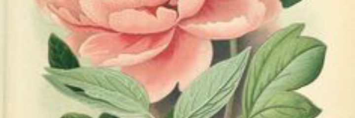 dramedevagin's profile banner image