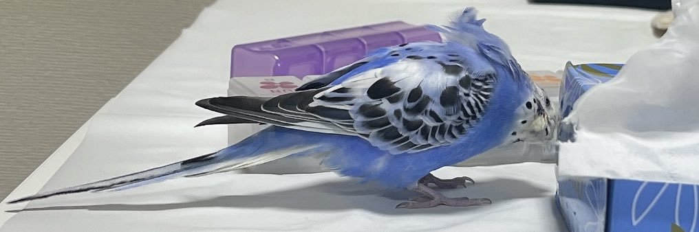FighterMira's profile banner image