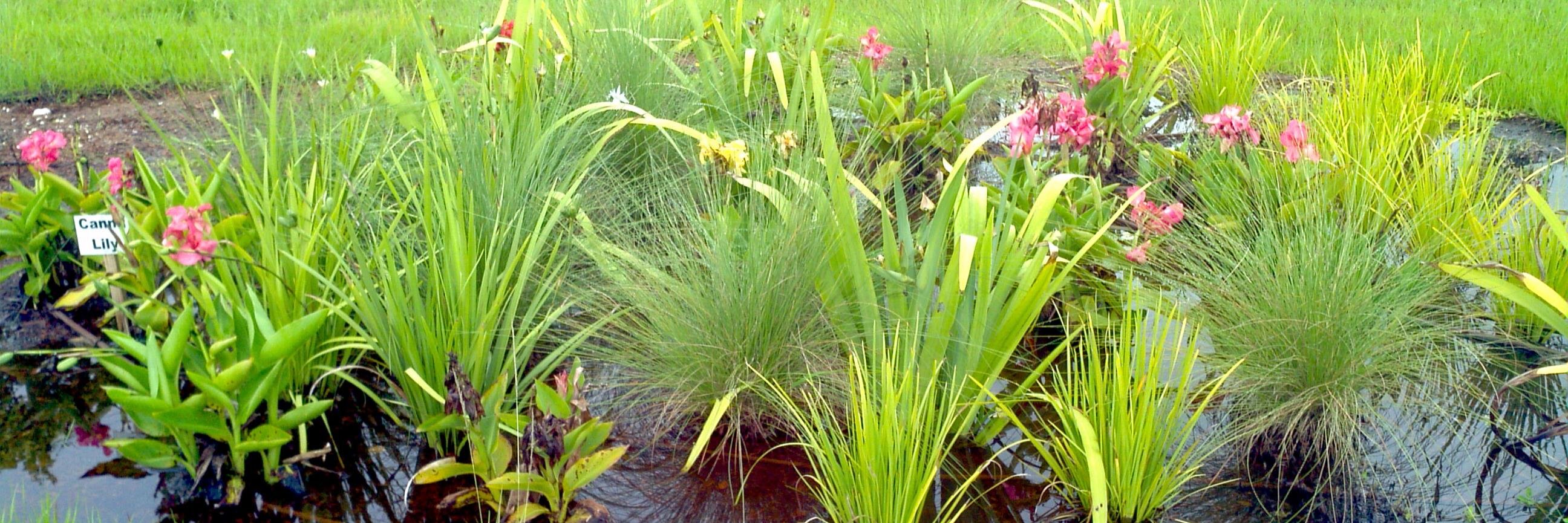 Keep Tampa Bay Beautiful banner