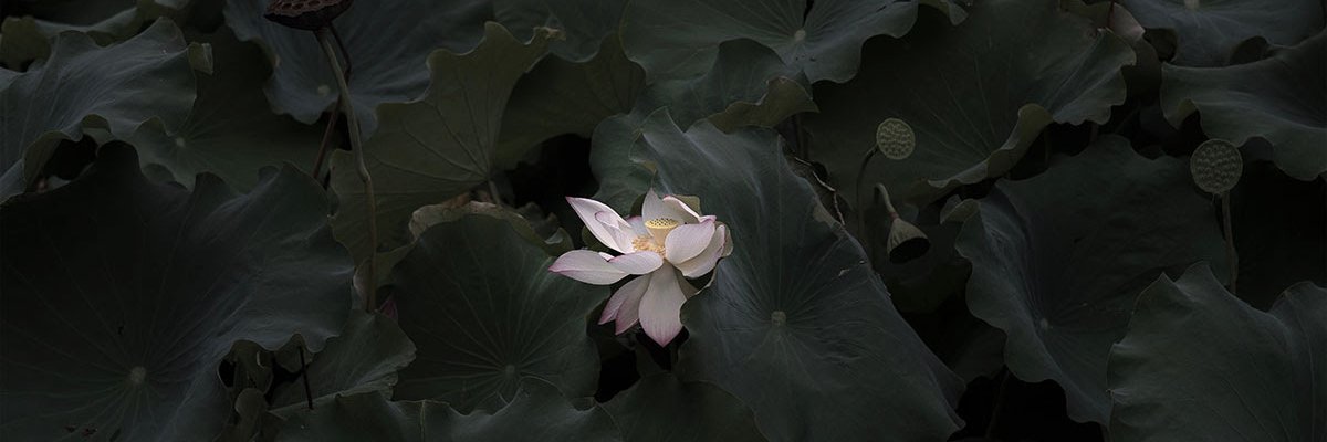 Lina Al Qaddoumi banner