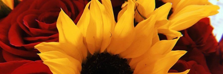 LaurenLipphardt's profile banner image