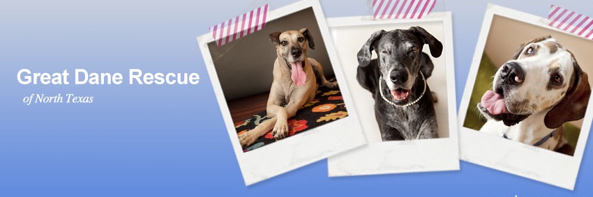 Great Dane Rescue of North Texas (@DaneRescue) / Posts / X