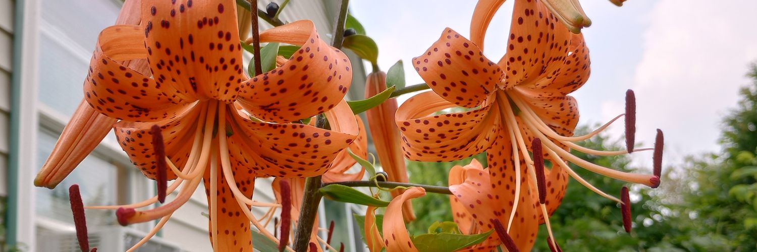 Rivka McArt 🏳️‍🌈 banner