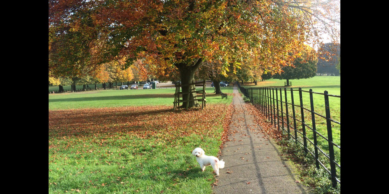 Sharan Thiara banner