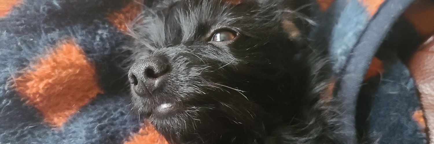 CrystaLnTN's profile banner image