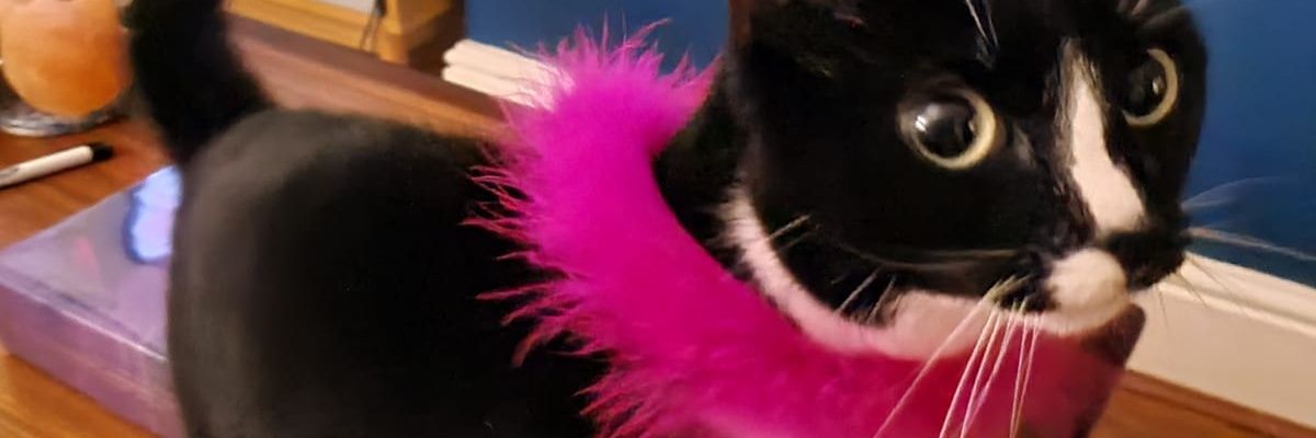 BiggerSib's profile banner image