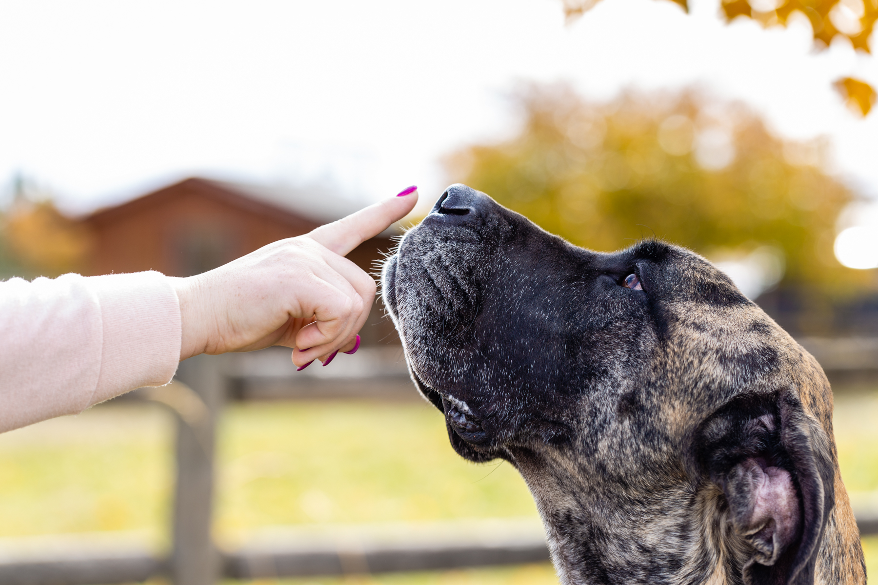 Fido Fitness and Play banner