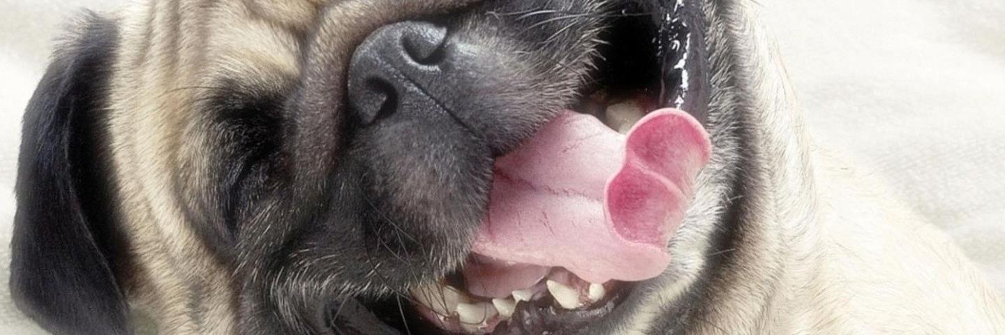 ILoveAnimaIs_'s profile banner image