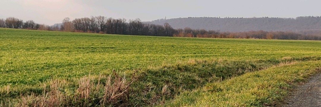 Steigerwald Value banner