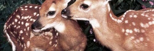 juis. banner
