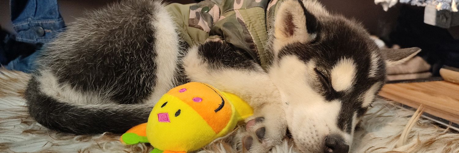 missistupid's profile banner image