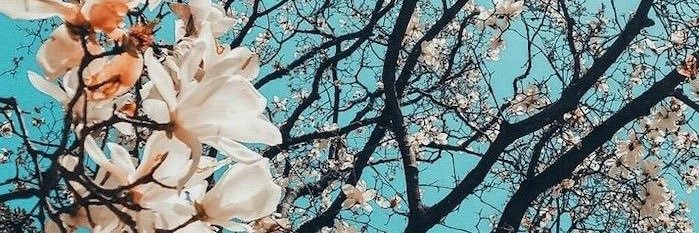 Krista banner