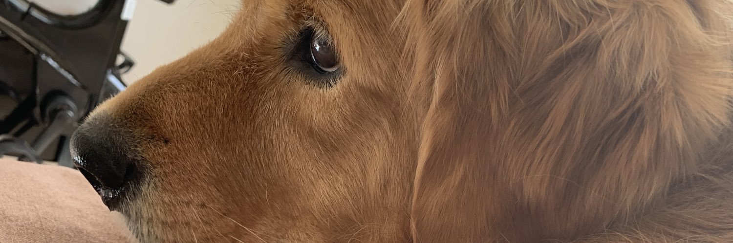 saramodeon's profile banner image