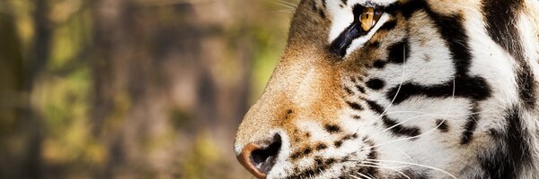 dyreparken Profile Banner