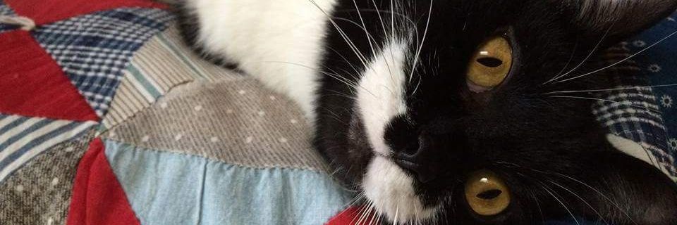 QuindowsXP's profile banner image