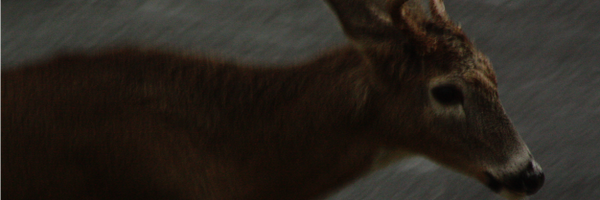 domdio Profile Banner