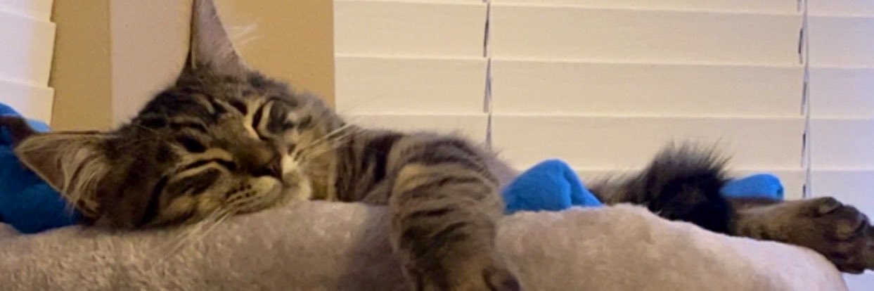 mikaysteinman's profile banner image