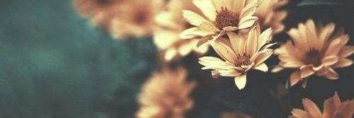 MissTLA's profile banner image