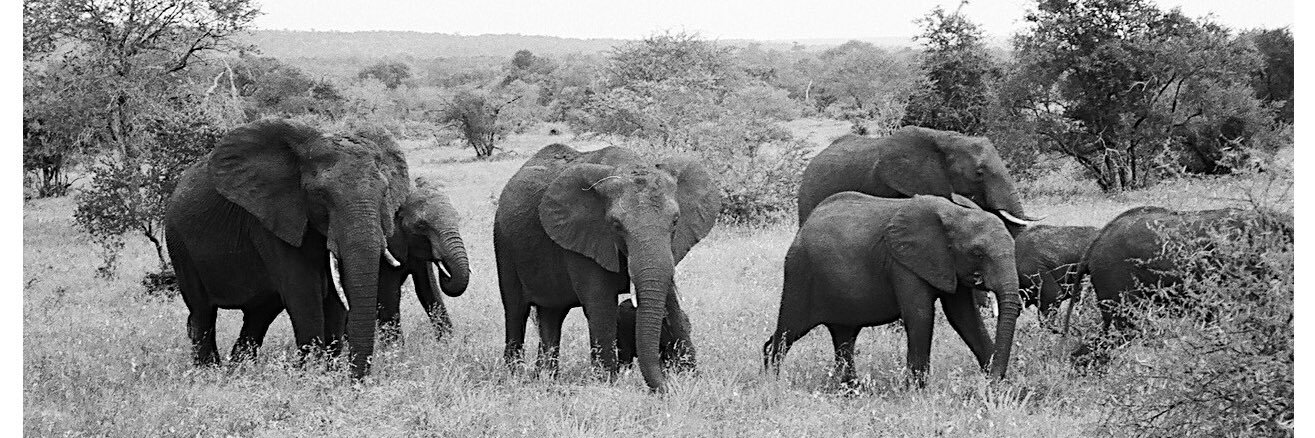 Rachel Matthews banner