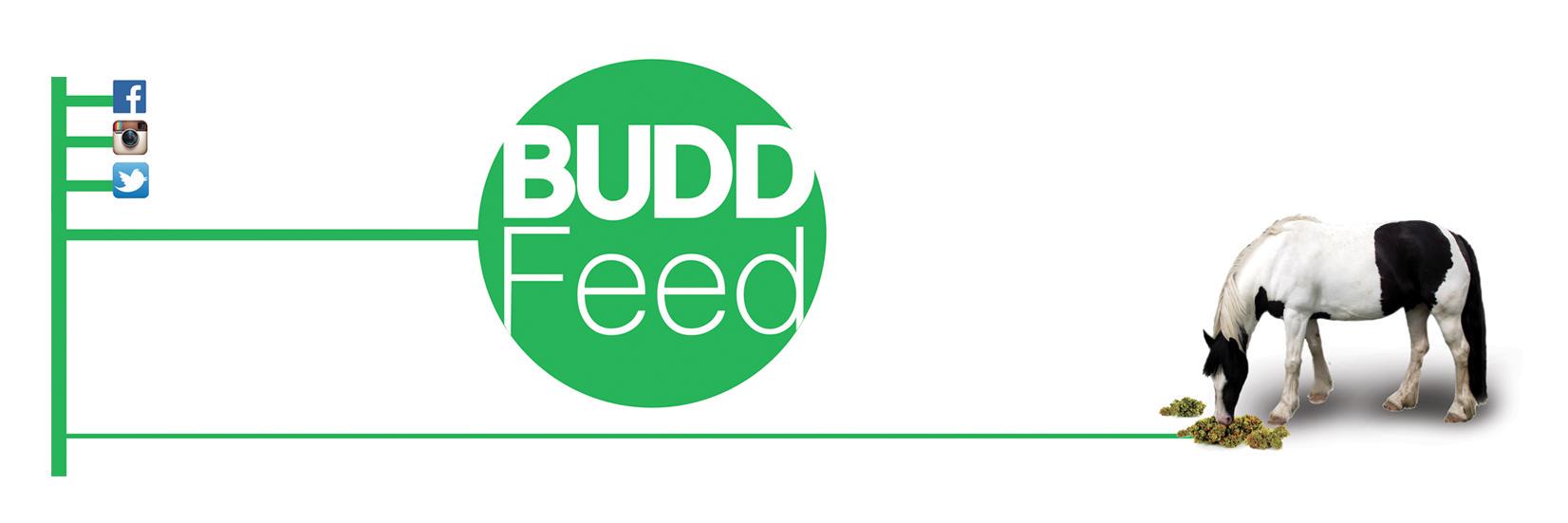 buddfeed's profile banner image
