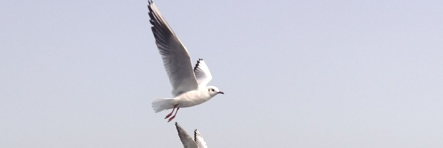 pareshpariya's profile banner image