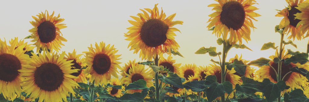 RachelFCarr's profile banner image