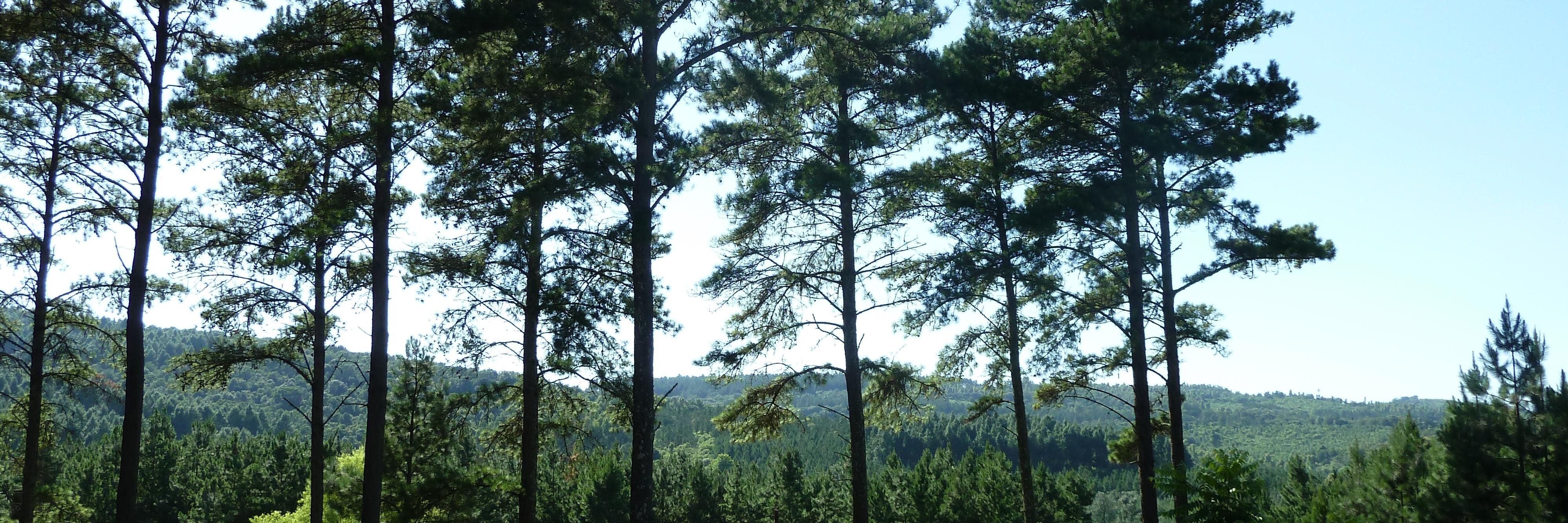 msaieg's profile banner image