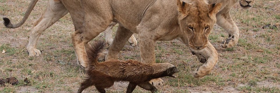 badgerhideout's profile banner image