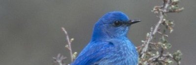 debwillo's profile banner image