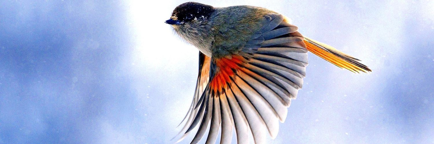 aviator365's profile banner image